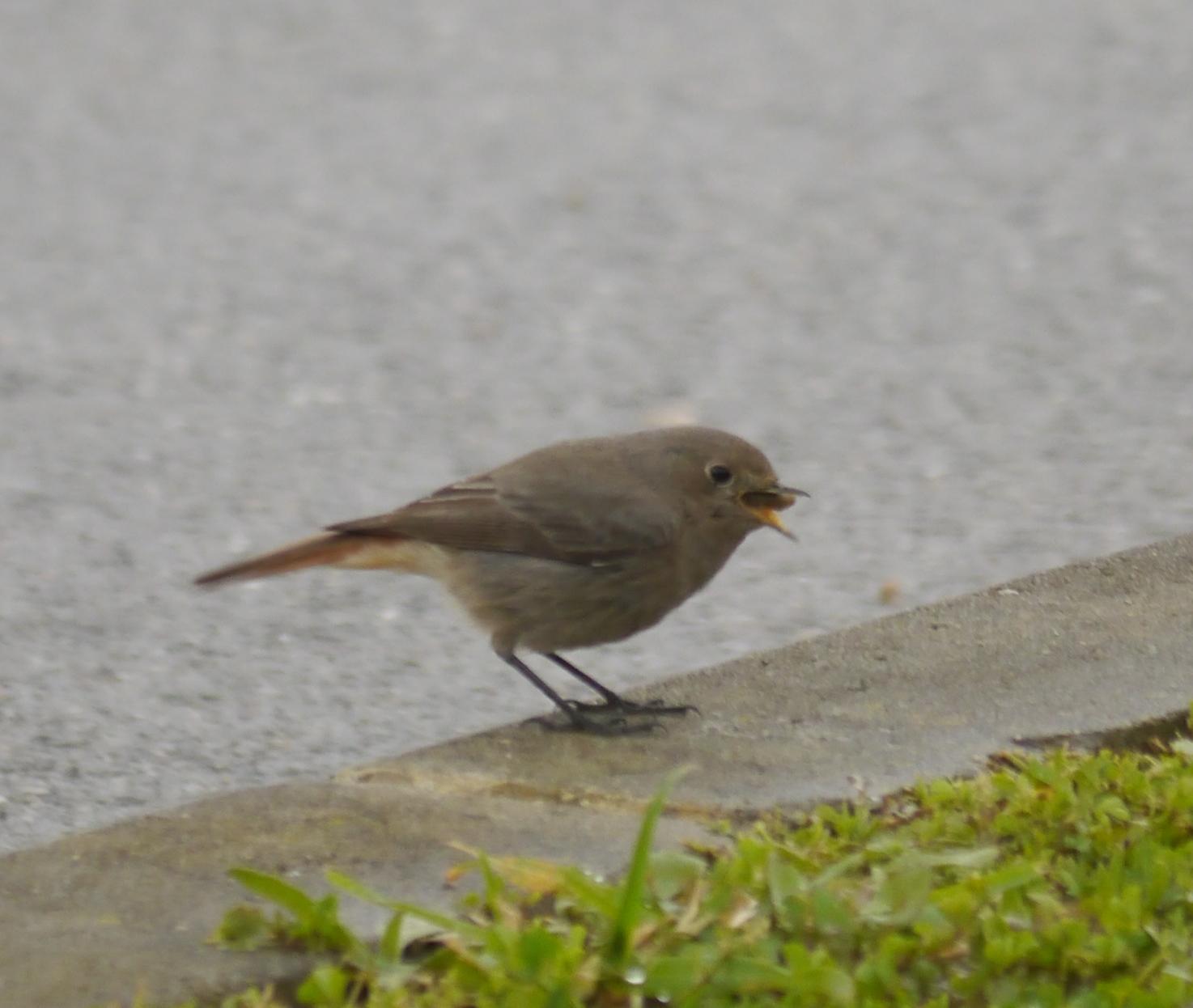 Raitán moru xintando merucos