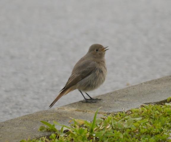 Raitán moru xintando merucos