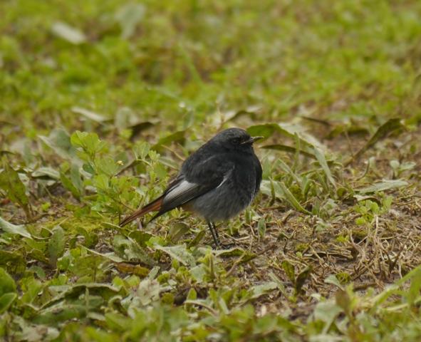 Raitán moru xintando merucos