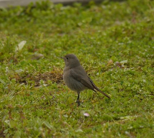 Raitán moru xintando merucos