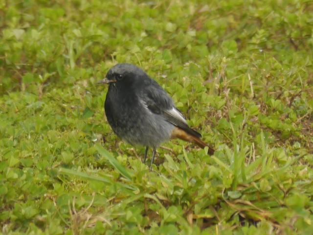 Raitán moru xintando merucos