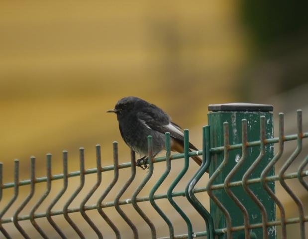 Raitán moru xintando merucos