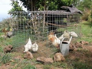 La Duquesa de Alba, ya tiene su gallinero, en Palacio