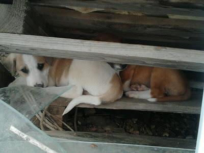 Siguen igual!! SE MORIRÁN Cachorros en un invernadero abandonado!! (Córdoba)