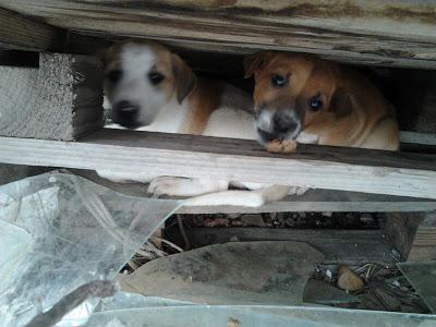 Siguen igual!! SE MORIRÁN Cachorros en un invernadero abandonado!! (Córdoba)