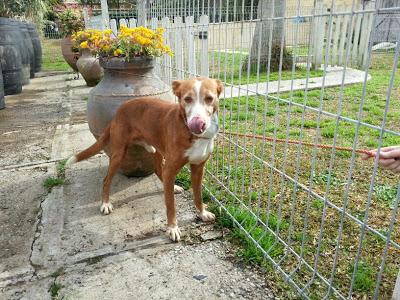 PODENCO MUY CARIÑOSO BUSCA HOGAR.