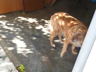 Luna, cruce de golden, su dueña ha muerto y ella habita sola en un patio.