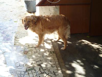 Luna, cruce de golden, su dueña ha muerto y ella habita sola en un patio.