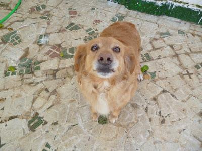 Luna, cruce de golden, su dueña ha muerto y ella habita sola en un patio.