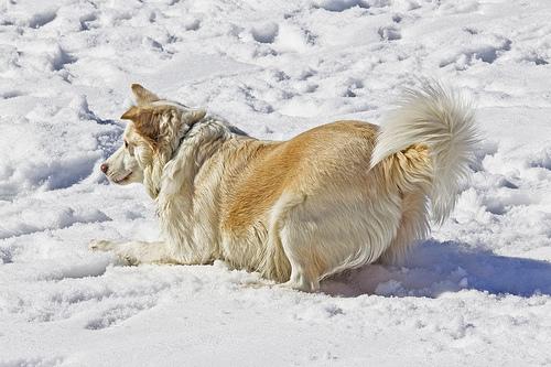 Palombera - Al margen del río Saja