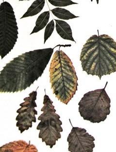 España a la cola Europa en la recaudación de impuestos medioambientales.