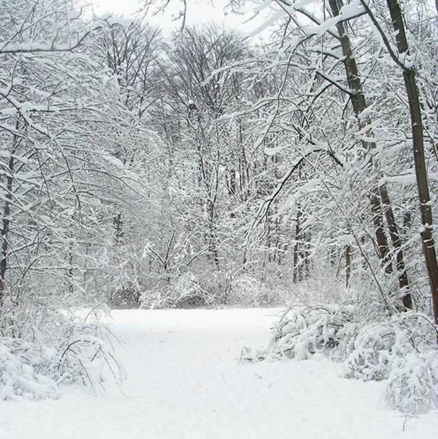 ¡Maldita ola de frío!