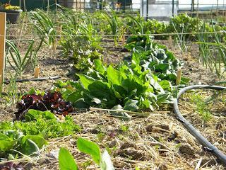 ¿Popeye nos engañó? ¿Popeye nos engañó?