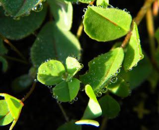 Un trébol de tres hojas!!