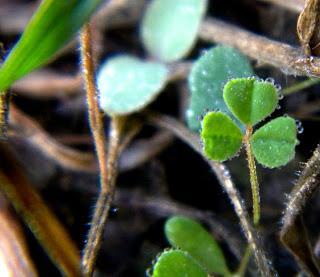 Un trébol de tres hojas!!