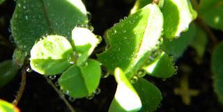 Un trébol de tres hojas!!