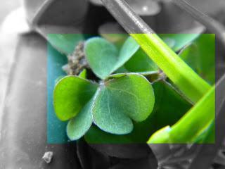 Un trébol de tres hojas!!