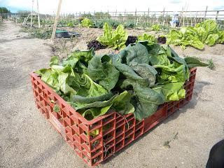 Un huerto desde casa