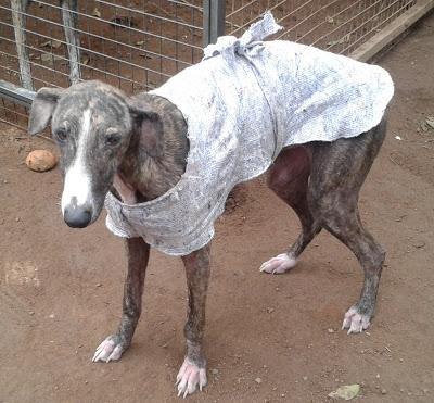 DESESPERANTE!! Shasha, un alma en pena (Sevilla)