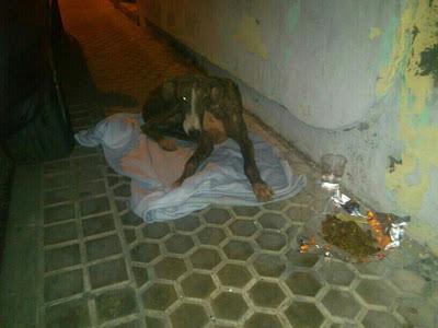 DESESPERANTE!! Shasha, un alma en pena (Sevilla)