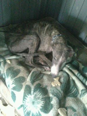 DESESPERANTE!! Shasha, un alma en pena (Sevilla)