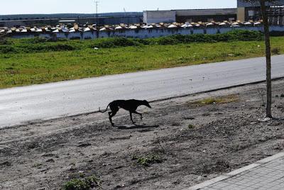 URGENTE!! AYUDA SEVILLA, Pena y Cova, herido en la calle.