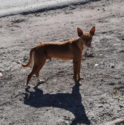 URGENTE!! AYUDA SEVILLA, Pena y Cova, herido en la calle.