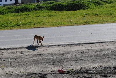 URGENTE!! AYUDA SEVILLA, Pena y Cova, herido en la calle.