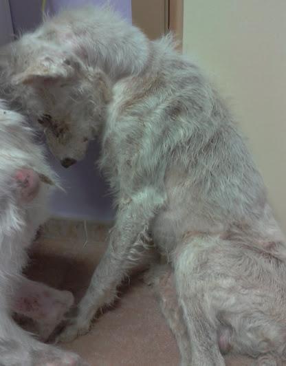 Anka y Anubis ... el desprecio y el maltrato en viva imagen