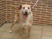 Joe, simpatico podenco busca familia definitiva