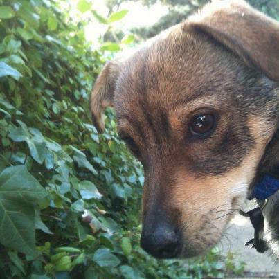 Foto: ****  PINCHO   **** Madrid - España Adopción en toda la Península Macho - 8 meses  PINCHO es un jovenzuelo al que sacamos de la Perrera de Talavera. Es un chiquitín de sólo 6 kilitos, como un osito de peluche pequeñito. Es súper juguetón y tiene la energía de un cachorrete. Aún le queda mucho por vivir y no padece ningún trauma. La verdad que PINCHO es el perrito perfecto!!!  contacto: elena@almanimal.org  Necesita PADRINOS, CASA DE ACOGIDA en Madrid o ADOPCIÓN, un hogar definitivo!!  Su ficha completa con más de 30 fotos la podéis encontrar en: http://almanimal.org/detalle_perro.php?recordID=62