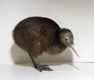 El principio de tercio excluso.