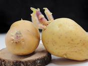 comerías patata cuando está germinando?
