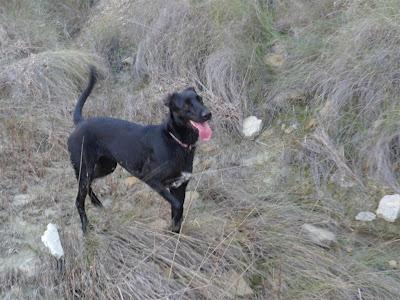 SIGUE IGUAL!! Buda, preciosa perrita de dos años. (MURCIA)