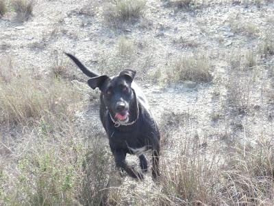 SIGUE IGUAL!! Buda, preciosa perrita de dos años. (MURCIA)