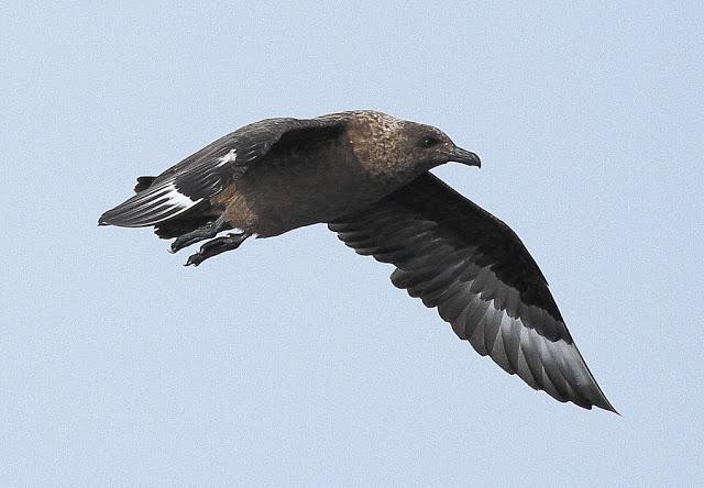 PELAGICAS DESDE BERMEO II