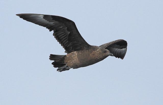 PELAGICAS DESDE BERMEO II