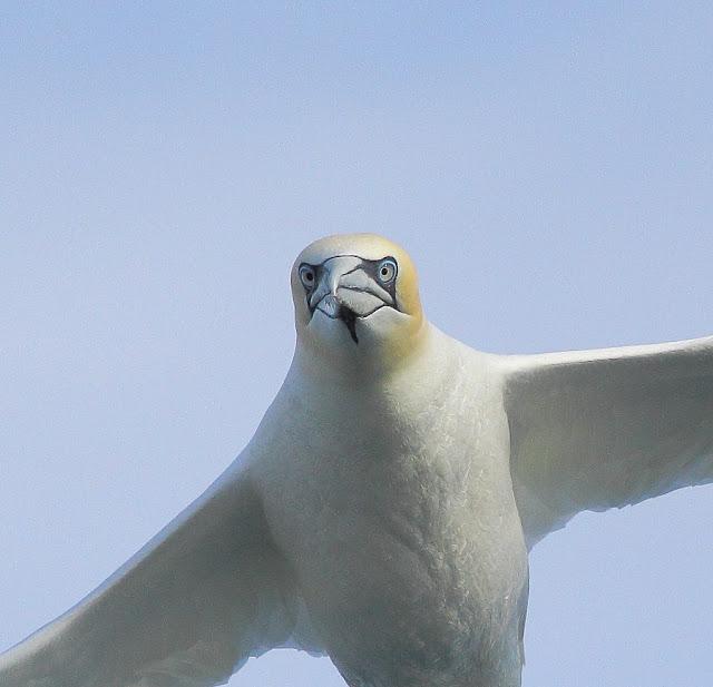 PELAGICAS DESDE BERMEO II