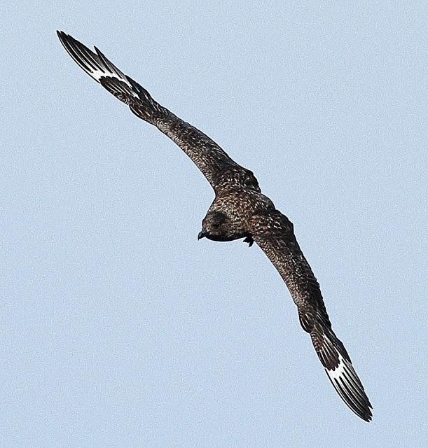 PELAGICAS DESDE BERMEO II