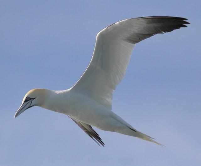 PELAGICAS DESDE BERMEO II