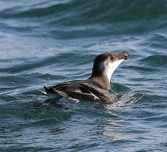 PELAGICAS DESDE BERMEO II