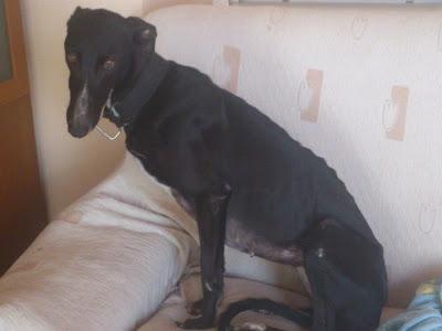 Vega, espectacular galga en adopción. (Zaragoza)