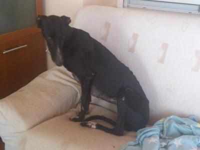 Vega, espectacular galga en adopción. (Zaragoza)