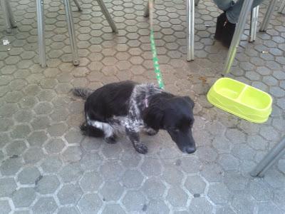 Cachorra abandonada‏ con una nota.