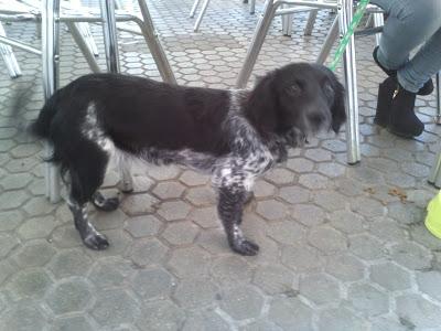 Cachorra abandonada‏ con una nota.