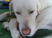 Cruce labrador, totalmente blanca, empapada poligono sevilla, ayuda!!