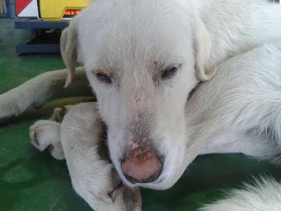 CRUCE DE LABRADOR, TOTALMENTE BLANCA, EMPAPADA EN POLIGONO SEVILLA, AYUDA!!
