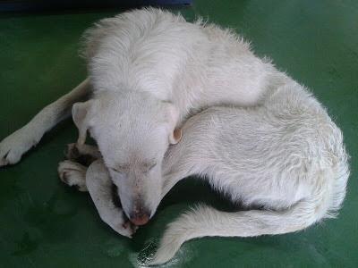 CRUCE DE LABRADOR, TOTALMENTE BLANCA, EMPAPADA EN POLIGONO SEVILLA, AYUDA!!