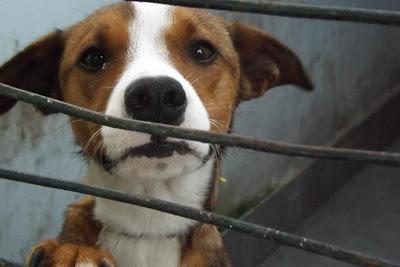 POR FAVOR AYUDA PARA ESTE ANIMAL. PERRERA DE MAIRENA (SEVILLA)