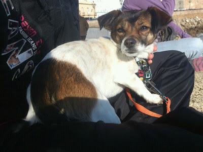 PEQUEÑA DEJADA ATADA EN UN BANCO!! AYUDA, NO PUEDE ESTAR EN LA CALLE!! (CADIZ)